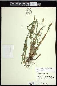 Carex flaccosperma image