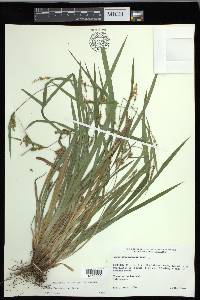 Carex flaccosperma image