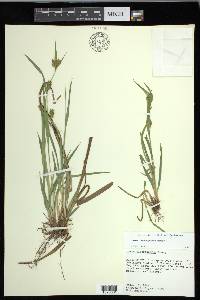 Carex flaccosperma image