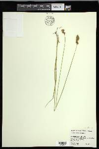 Carex foenea image