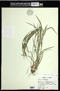 Carex flaccosperma image