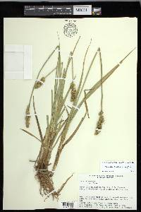 Carex fissa var. fissa image