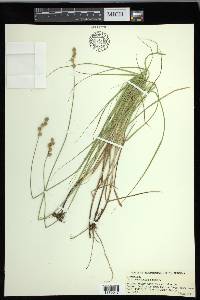 Carex festucacea image