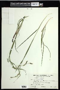 Carex formosa image