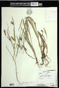 Carex flaccosperma image