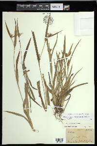 Carex glaucodea image