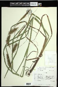 Carex gigantea image