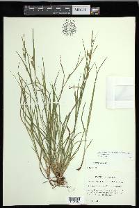 Carex godfreyi image