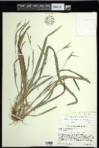 Carex gholsonii image