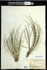 Carex geyeri image