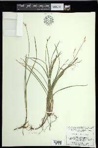 Carex geyeri image