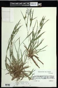 Carex glaucodea image