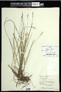 Carex geyeri image