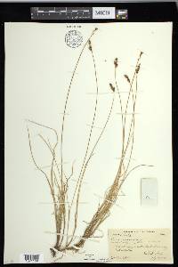 Carex glareosa image