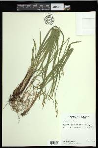 Carex gracilescens image