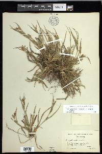 Carex glaucodea image