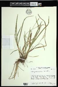 Carex gracilescens image