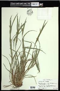 Carex glaucodea image