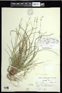 Carex gracilescens image