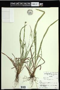 Carex gholsonii image