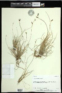 Carex glareosa image