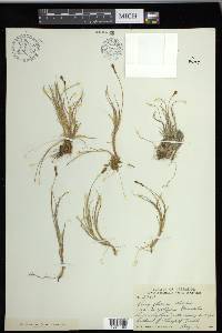 Carex glareosa image