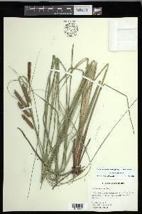 Carex glaucescens image