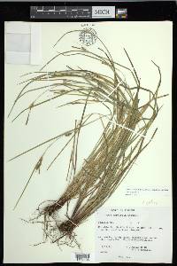 Carex godfreyi image