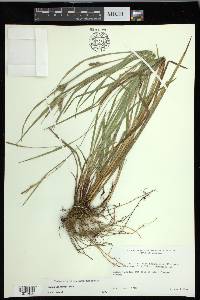 Carex godfreyi image