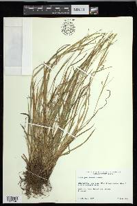 Carex gracilescens image