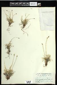 Carex glacialis image