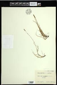 Carex glareosa image