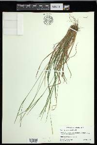 Carex gracilescens image