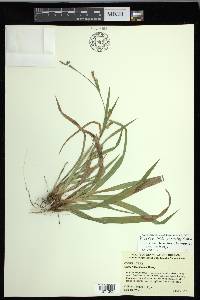 Carex glaucodea image