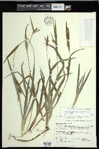 Carex glaucodea image