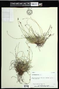 Carex glacialis image