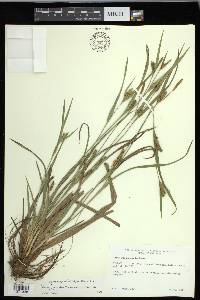 Carex glaucodea image