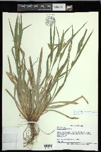 Carex glaucodea image