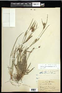 Carex glaucodea image