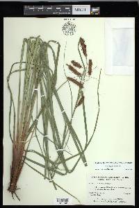 Carex glaucescens image