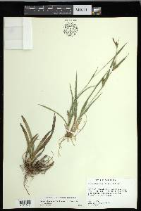 Carex glaucodea image