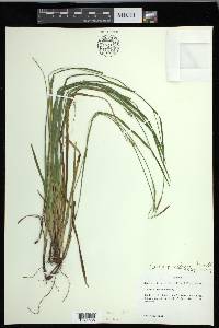 Carex gracilescens image