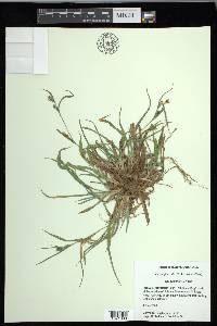 Carex glaucodea image