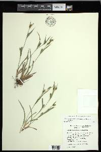 Carex glaucodea image