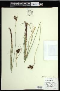 Carex gmelinii image
