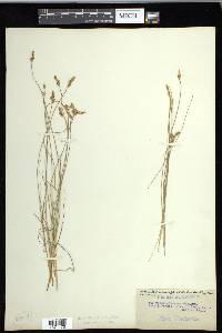 Carex glareosa image