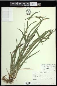 Carex gholsonii image