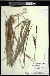 Carex glaucescens image