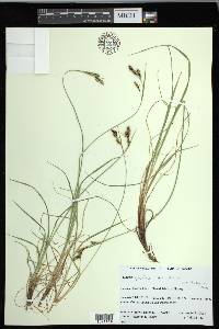 Carex gmelinii image