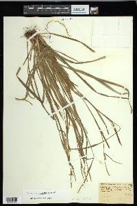 Carex gracilescens image